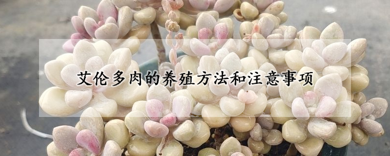 艾倫多肉的養(yǎng)殖方法和注意事項(xiàng)