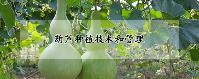 葫蘆種植技術(shù)和管理