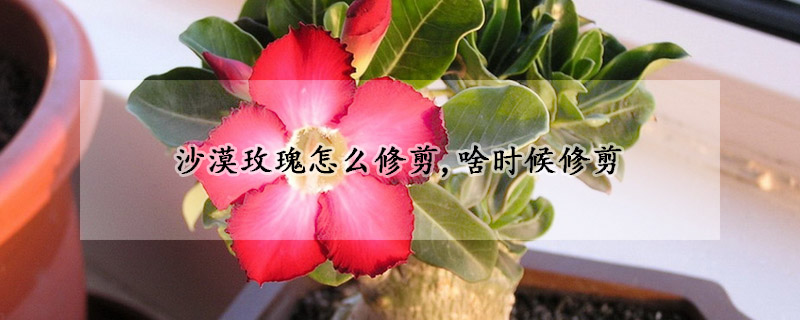 沙漠玫瑰怎么修剪,啥時(shí)候修剪