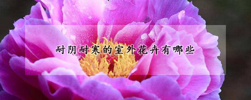 耐陰耐寒的室外花卉有哪些
