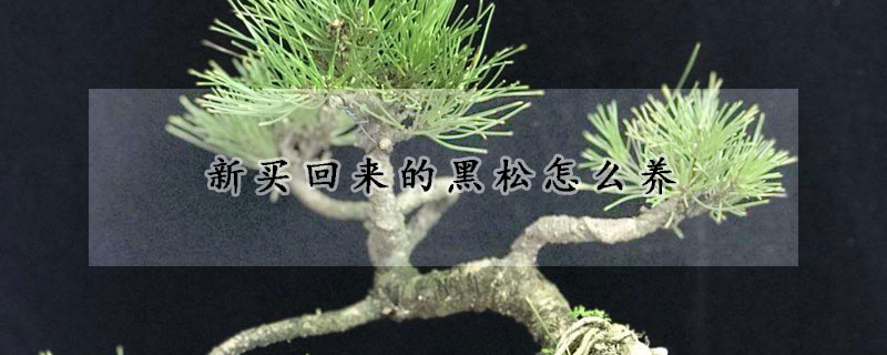 新買回來的黑松怎么養