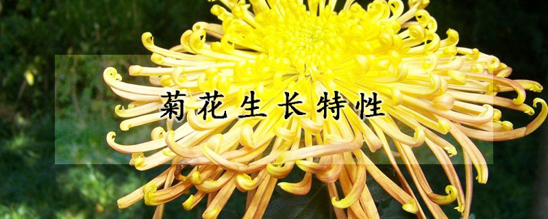 菊花生長特性