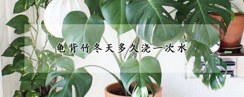 龜背竹冬天多久澆一次水