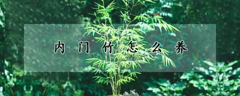 內門竹怎么養