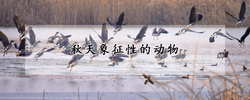 秋天象征性的動(dòng)物