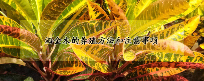 灑金木的養(yǎng)殖方法和注意事項