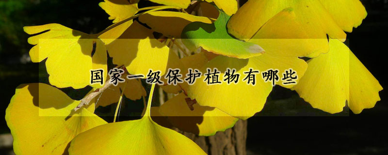 國(guó)家一級(jí)保護(hù)植物有哪些