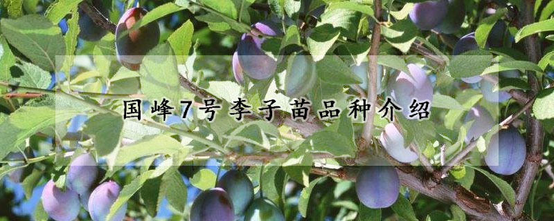 國峰7號(hào)李子苗品種介紹