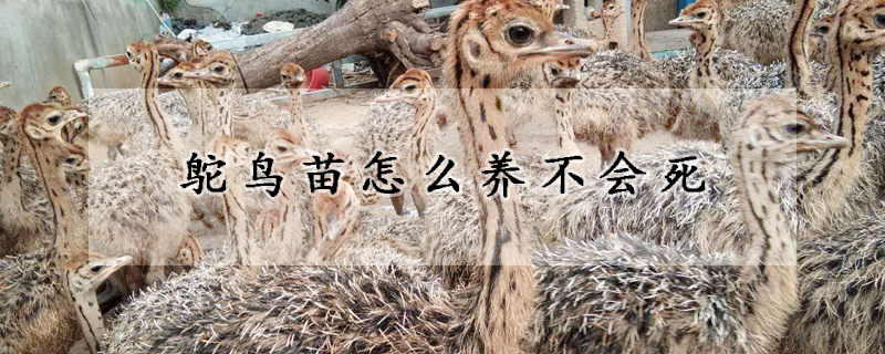 鴕鳥苗怎么養不會死