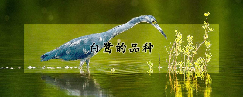 白鷺的品種