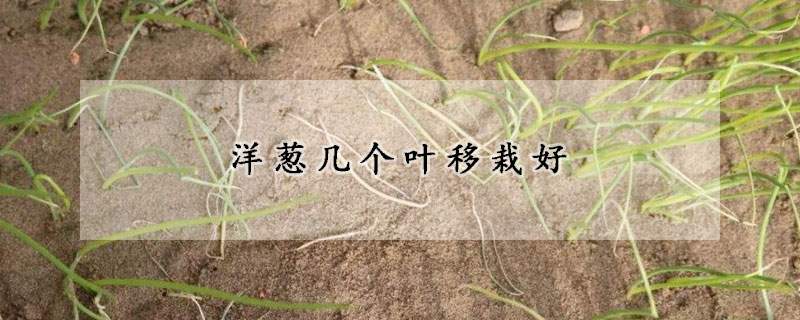 洋蔥幾個葉移栽好