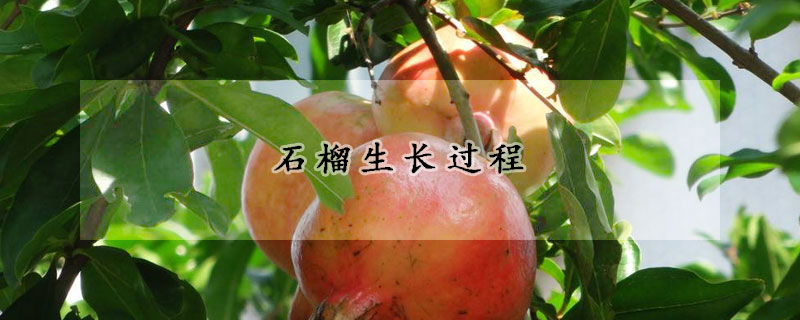 石榴生長過程