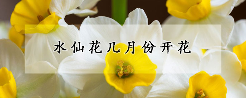 水仙花幾月份開花