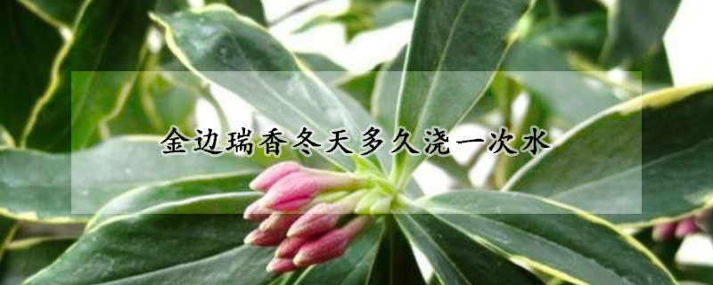 金邊瑞香冬天多久澆一次水