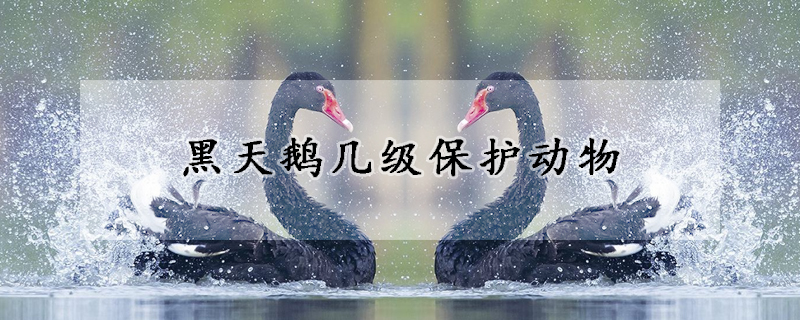 黑天鵝幾級保護(hù)動物