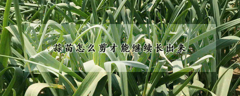 蒜苗怎么剪才能繼續(xù)長(zhǎng)出來