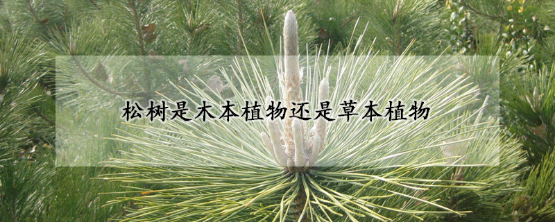 松樹是木本植物還是草本植物