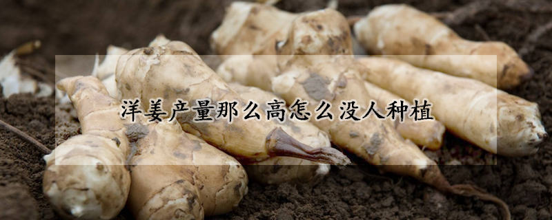 洋姜產(chǎn)量那么高怎么沒人種植