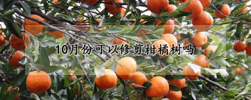 10月份可以修剪柑橘樹嗎