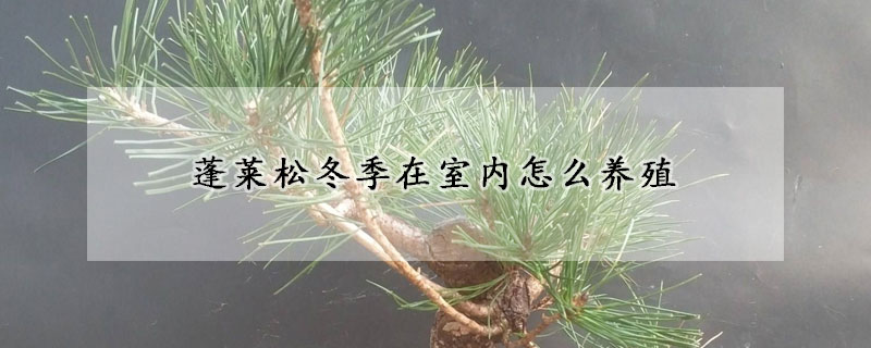 蓬萊松冬季在室內怎么養殖