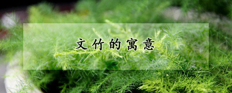文竹的寓意