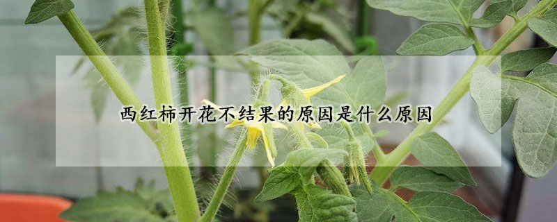 西紅柿開花不結果的原因是什么原因