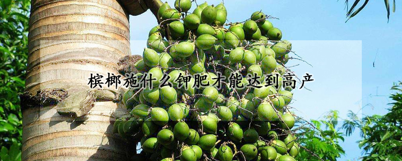檳榔施什么鉀肥才能達到高產