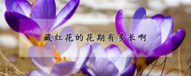 藏紅花的花期有多長啊