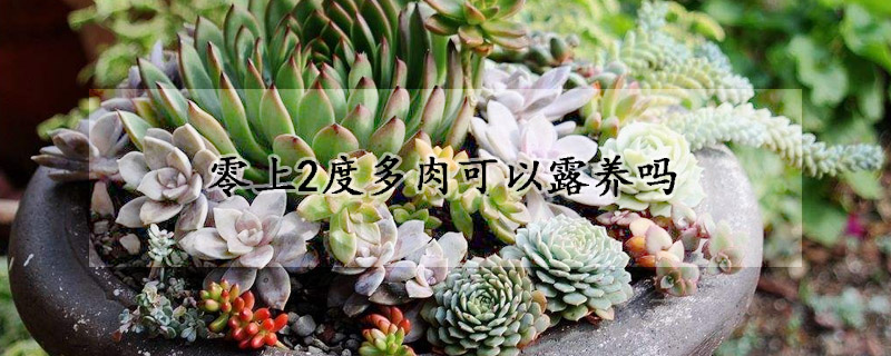 零上2度多肉可以露養(yǎng)嗎