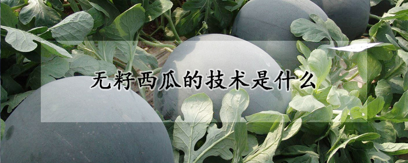 無籽西瓜的技術(shù)是什么