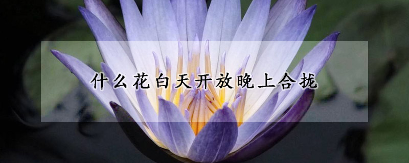 什么花白天開放晚上合攏