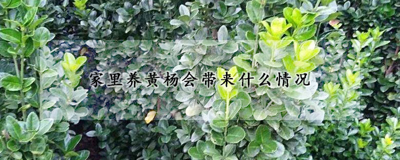家里養黃楊會帶來什么情況