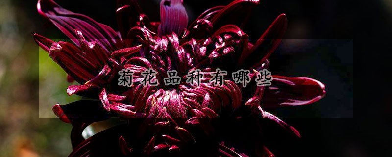 菊花品種有哪些