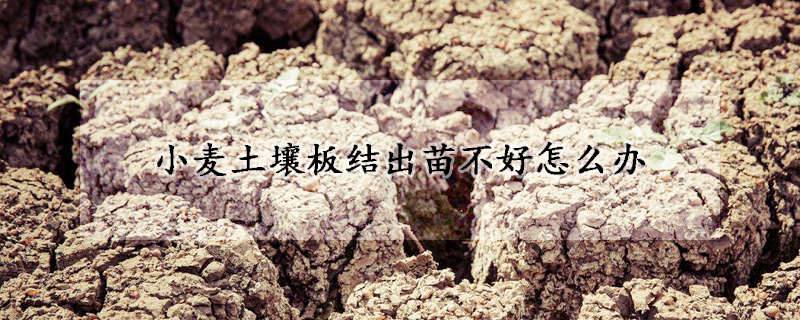 小麥土壤板結出苗不好怎么辦