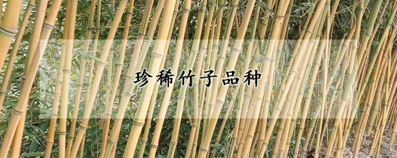 珍稀竹子品種