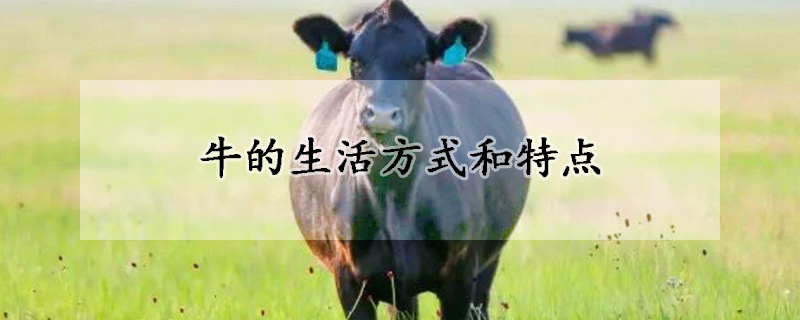 牛的生活方式和特點(diǎn)