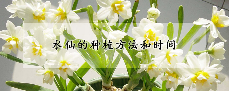 水仙的種植方法和時(shí)間