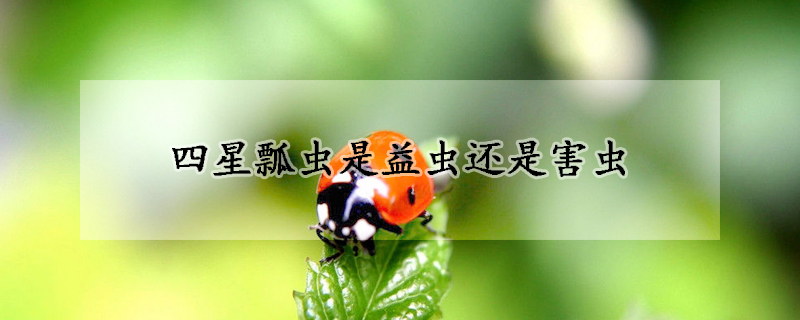 四星瓢蟲是益蟲還是害蟲