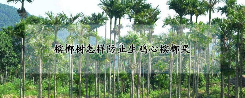 檳榔樹怎樣防止生雞心檳榔果