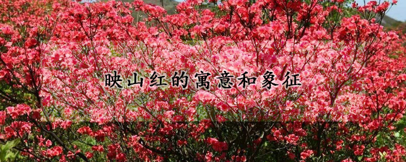 映山紅的寓意和象征