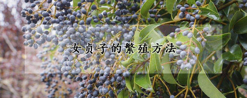 女貞子的繁殖方法