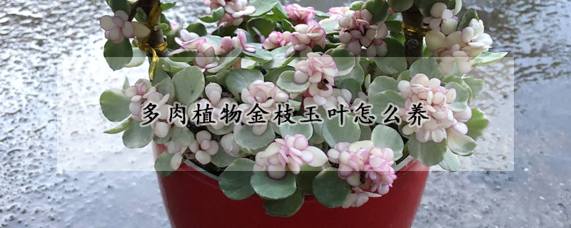 多肉植物金枝玉葉怎么養(yǎng)