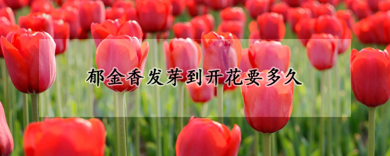 郁金香發(fā)芽到開花要多久