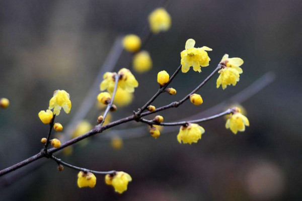1~12月各開什么花 每個(gè)月開的是什么花