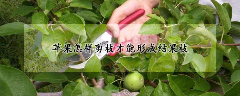 蘋果怎樣剪枝才能形成結(jié)果枝