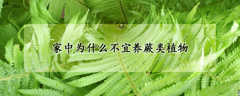 家中為什么不宜養(yǎng)蕨類植物