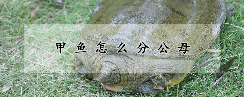 甲魚怎么分公母