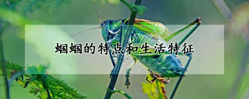 蟈蟈的特點和生活特征