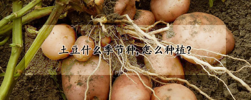 土豆什么季節(jié)種,怎么種植?