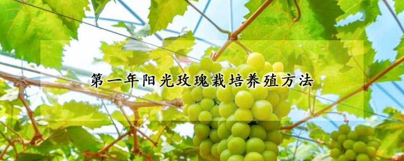 第一年陽光玫瑰栽培養殖方法